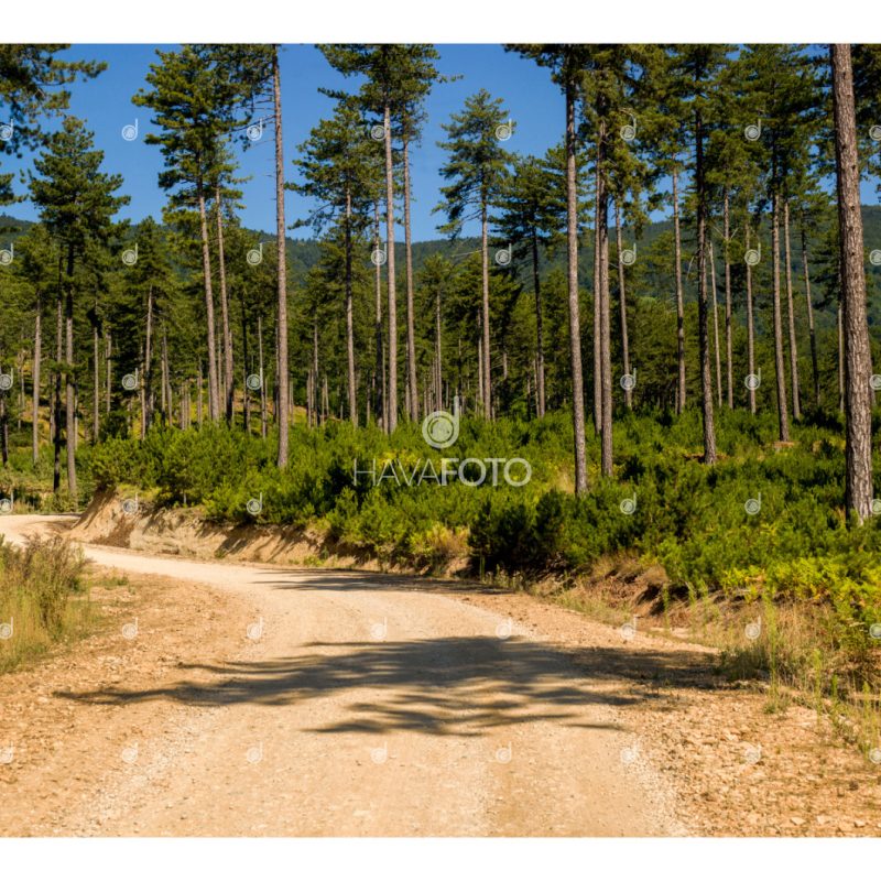 ÇERÇEVELİ - Orman Yolu